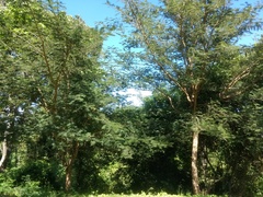 Senegalia polyacantha