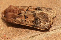 Agrotis lata