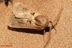 Agrotis lata