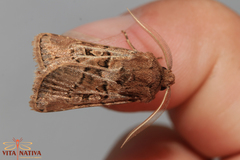 Agrotis lata