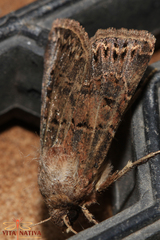 Agrotis lata