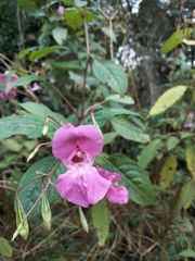 Impatiens glandulifera