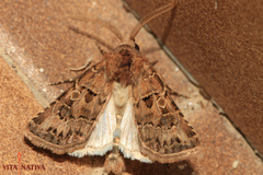 Agrotis lata