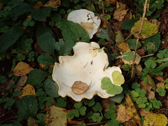 Leucopaxillus cerealis