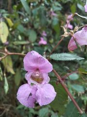 Impatiens glandulifera