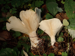 Leucopaxillus cerealis