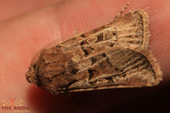 Agrotis lata