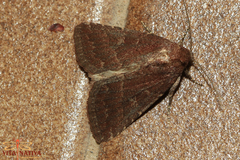 Condica viscosa