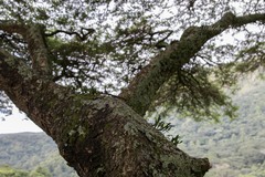 Vachellia abyssinica