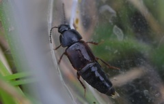 Tachinus lignorum