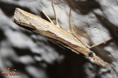 Agriphila trabeatellus