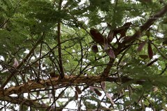 Vachellia abyssinica