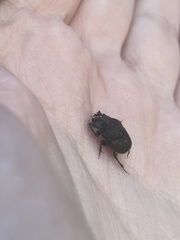 Onthophagus hecate