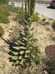 Verbascum litigiosum