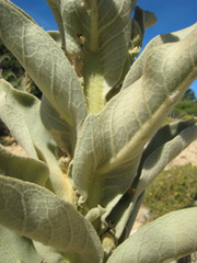 Verbascum litigiosum