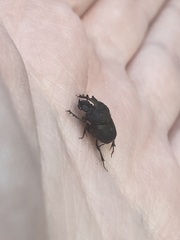 Onthophagus hecate