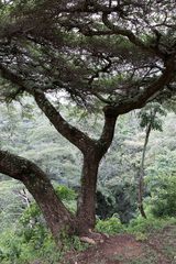 Vachellia abyssinica