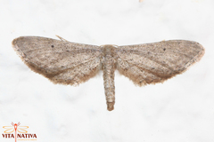 Idaea longaria