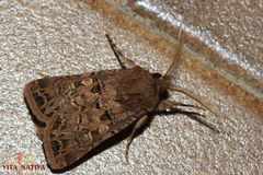 Agrotis lata