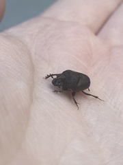 Onthophagus hecate