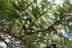 Vachellia abyssinica