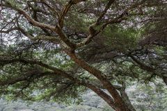 Vachellia abyssinica