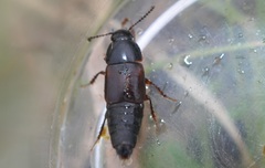 Tachinus lignorum