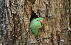 Psittacula krameri krameri