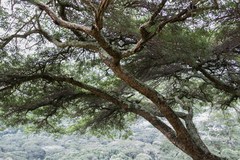 Vachellia abyssinica
