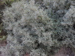 Phillyrea angustifolia