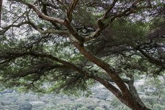 Vachellia abyssinica