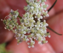 Seseli montanum
