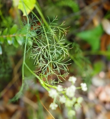Seseli montanum