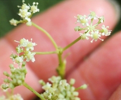 Seseli montanum
