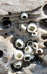 Amphibalanus eburneus