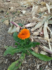 Gaillardia × grandiflora