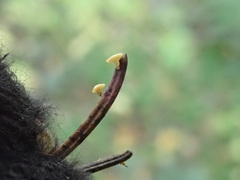 Calycina subtilis