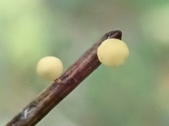 Calycina subtilis