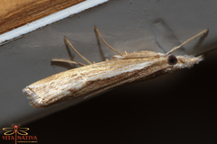 Agriphila trabeatellus