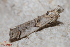 Pempelia palumbella