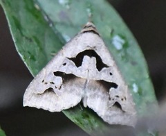 Tephriopis divulsa