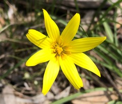 Microseris walteri