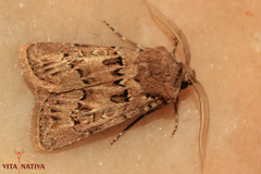 Agrotis lata