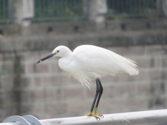 Egretta garzetta