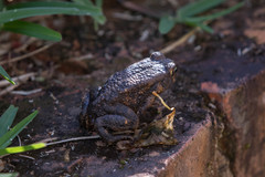 Sclerophrys pusilla
