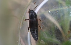 Tachinus lignorum