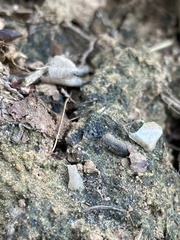 Scytinium imbricatum