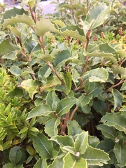 Olearia × macrodonta