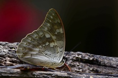 Archaeoprepona demophoon