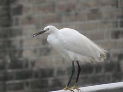 Egretta garzetta